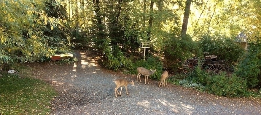 Pine Shadows Deer Family