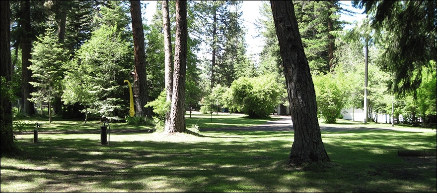 Shadows of the Pines